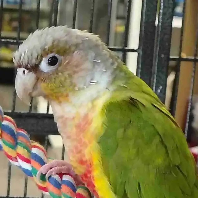 pineapple conure