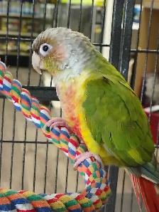 pineapple conure - Photo 2
