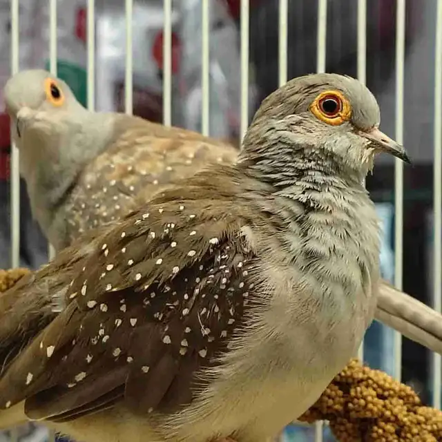 diamond doves