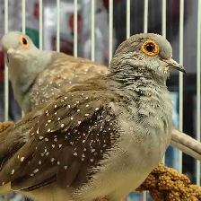 diamond doves