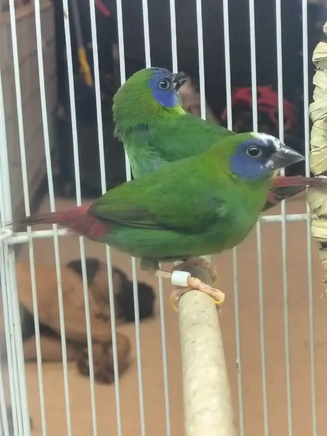 blue headed parrot finches