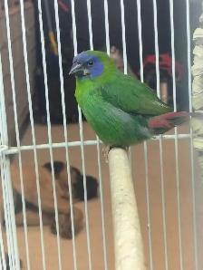 blue headed parrot finches - Photo 3