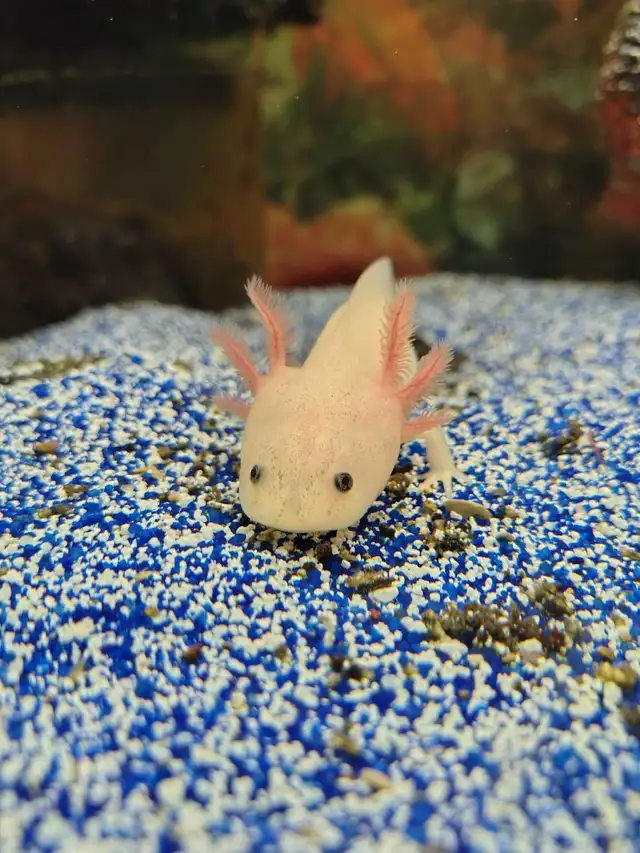 baby axolotls