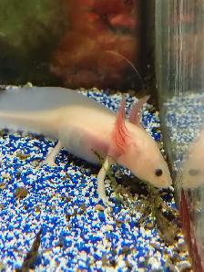 baby axolotls - Photo 2