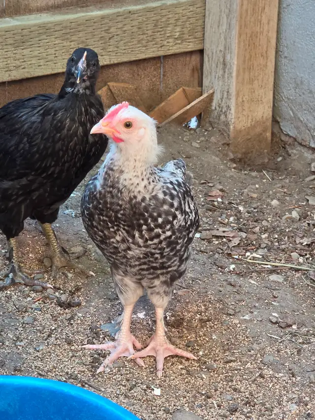 Roosters