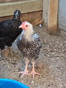 Roosters