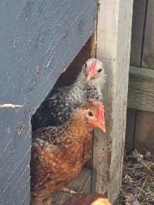 Roosters - Photo 2