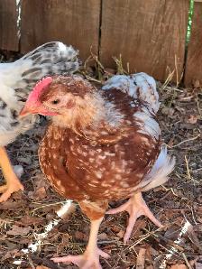 Roosters - Photo 3