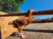 Roosters - Photo 4