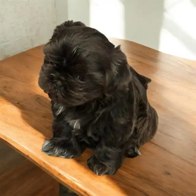 CKC Shih tzu Puppy