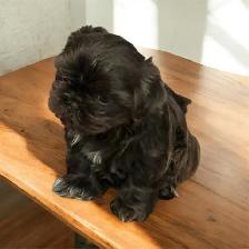 CKC Shih tzu Puppy