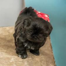 CKC Shih tzu Puppy - Photo 2