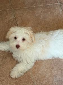 Shitzhu Poodle Puppy (12 weeks old)/White