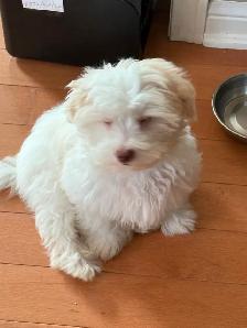 Shitzhu Poodle Puppy (12 weeks old)/White - Photo 2