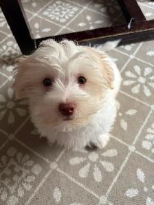 Shitzhu Poodle Puppy (12 weeks old)/White - Photo 3