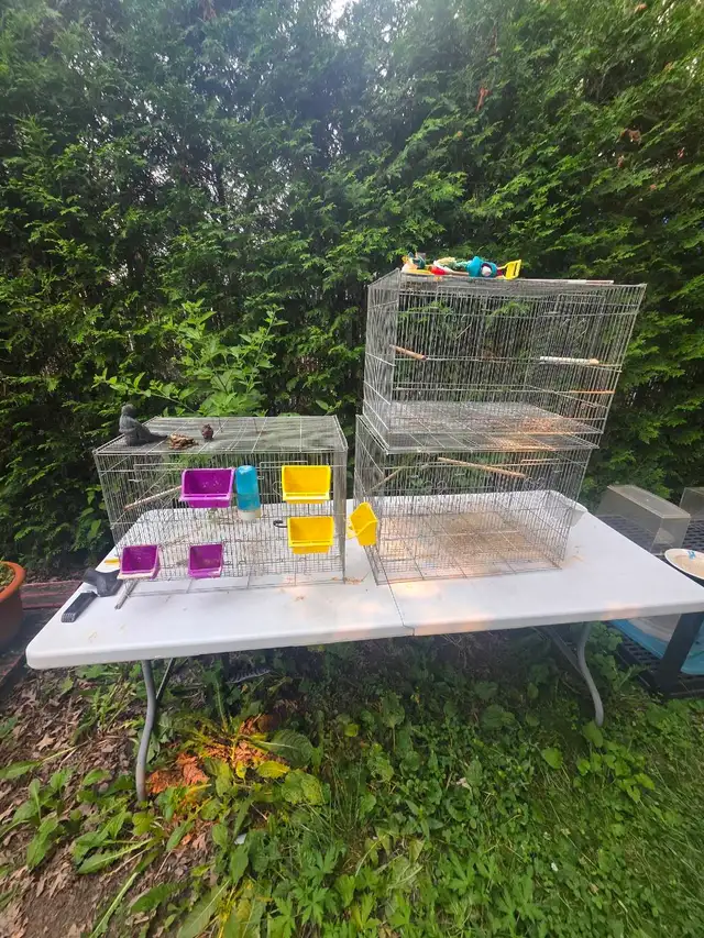 super ventes oiseaux et cages laval