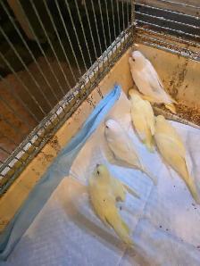 super ventes oiseaux et cages laval - Photo 2