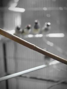 super ventes oiseaux et cages laval - Photo 4