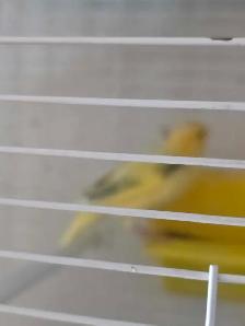 super ventes oiseaux et cages laval - Photo 5