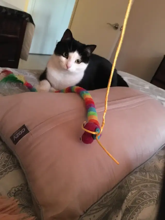 Female tuxedo cat for adoption