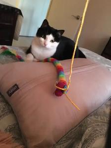 Female tuxedo cat for adoption