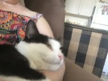 Female tuxedo cat for adoption - Photo 2