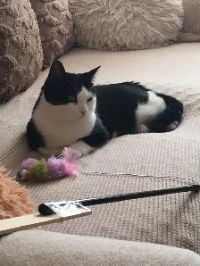 Female tuxedo cat for adoption - Photo 6