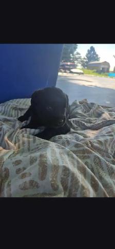 Rottweiler x Standard Poodle - Photo 2