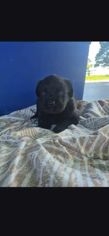 Rottweiler x Standard Poodle - Photo 3