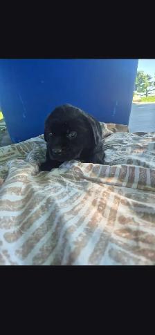 Rottweiler x Standard Poodle - Photo 4