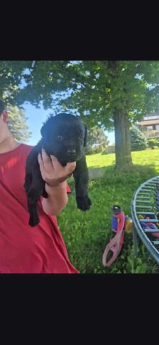 Rottweiler x Standard Poodle - Photo 5