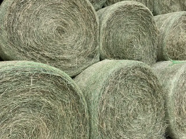 Hay for sale