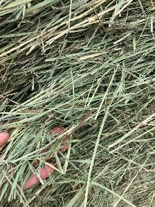 Hay for sale - Photo 2