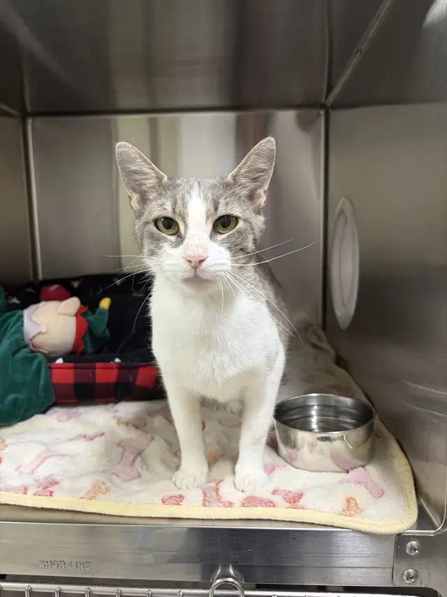 Link - Friendly Feline for Adoption