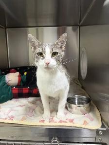 Link - Friendly Feline for Adoption