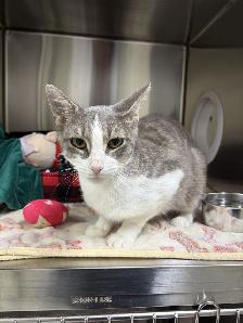 Link - Friendly Feline for Adoption - Photo 2