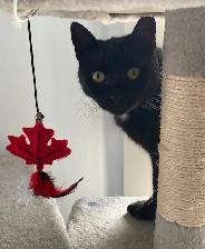 Annalise & Genevieve - Bonded Pair Seeking FURever Family