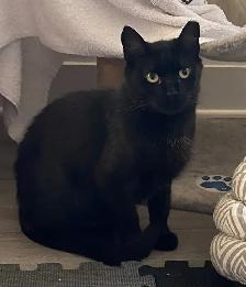 Annalise & Genevieve - Bonded Pair Seeking FURever Family - Photo 3