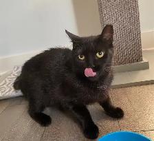 Annalise & Genevieve - Bonded Pair Seeking FURever Family - Photo 4