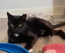 Annalise & Genevieve - Bonded Pair Seeking FURever Family - Photo 5