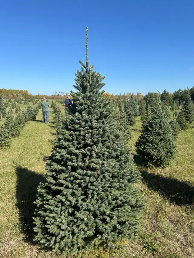 Real Christmas Trees, Local