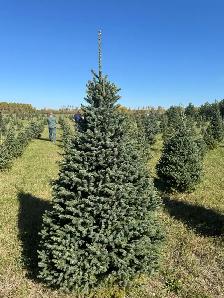 Real Christmas Trees, Local