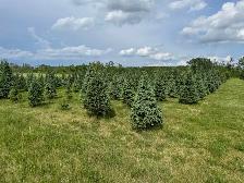 Real Christmas Trees, Local - Photo 3