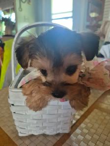 Yorkshire chiot a vendre