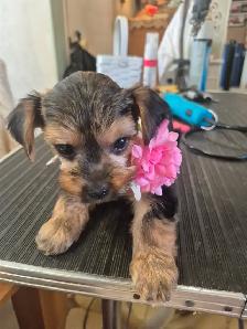 Yorkshire chiot a vendre - Photo 2