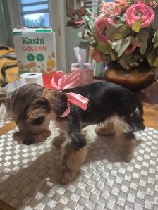 Yorkshire chiot a vendre - Photo 3