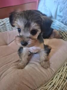 Yorkshire chiot a vendre - Photo 4