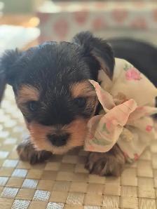 Yorkshire chiot a vendre - Photo 5