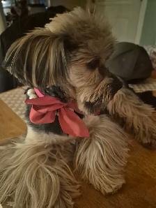 Yorkshire chiot a vendre - Photo 7