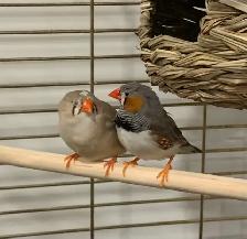 For Sale:  Zebra Finches - Photo 2